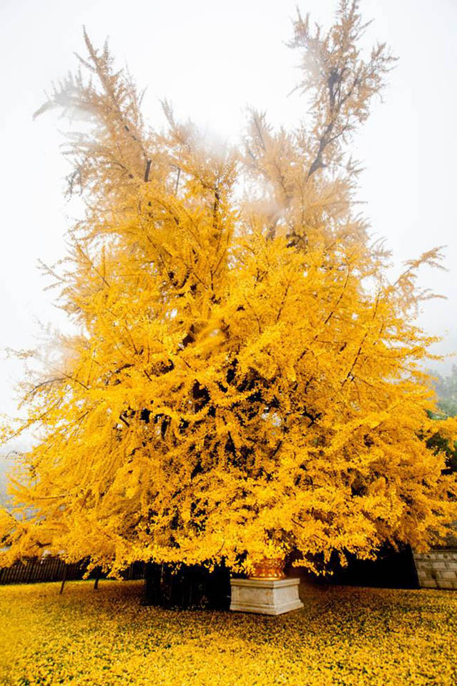  Lá bạch quả còn tượng trưng cho sự hòa hợp: Những chiếc lá bạch quả đối xứng hình quạt được coi là biểu tượng của sự "hòa hợp". Vì mép lá chia làm hai nửa, cuống lá hợp thành một nên hàm ý đặc tính hài hòa thống nhất của các mặt đối lập trong vạn vật như "một và hai", "âm và dương", "sự sống và cái chết", "mùa xuân và mùa thu".