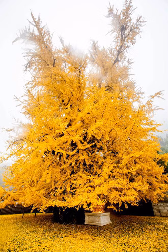  Lá bạch quả còn tượng trưng cho sự hòa hợp: Những chiếc lá bạch quả đối xứng hình quạt được coi là biểu tượng của sự "hòa hợp". Vì mép lá chia làm hai nửa, cuống lá hợp thành một nên hàm ý đặc tính hài hòa thống nhất của các mặt đối lập trong vạn vật như "một và hai", "âm và dương", "sự sống và cái chết", "mùa xuân và mùa thu".