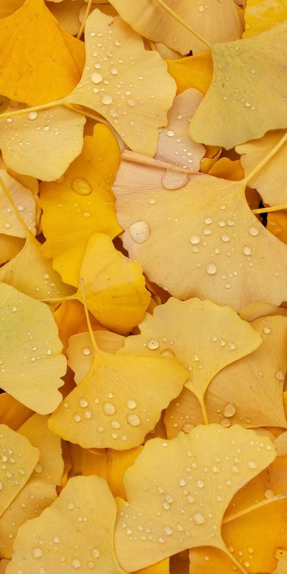 Chúng có thể được tặng cho người yêu của bạn để bày tỏ tình yêu. Lá bạch quả còn có ý nghĩa kiên trì, bình tĩnh. Bạn có thể tặng nó cho người vừa thất bại và sẵn sàng gây dựng lại từ đầu để khen ngợi về sự kiên trì và nỗ lực không bỏ cuộc của anh ấy. 