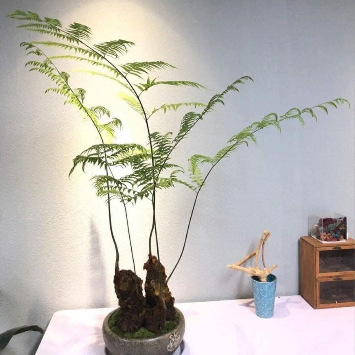  Cây cảnh này được mệnh danh là "Hermes của thế giới thực vật" về vẻ đẹp và độ quý hiếm. Dương xỉ culi là một loài dương xỉ mộc có thân hình trụ, mập, cao từ 50-150 cm.