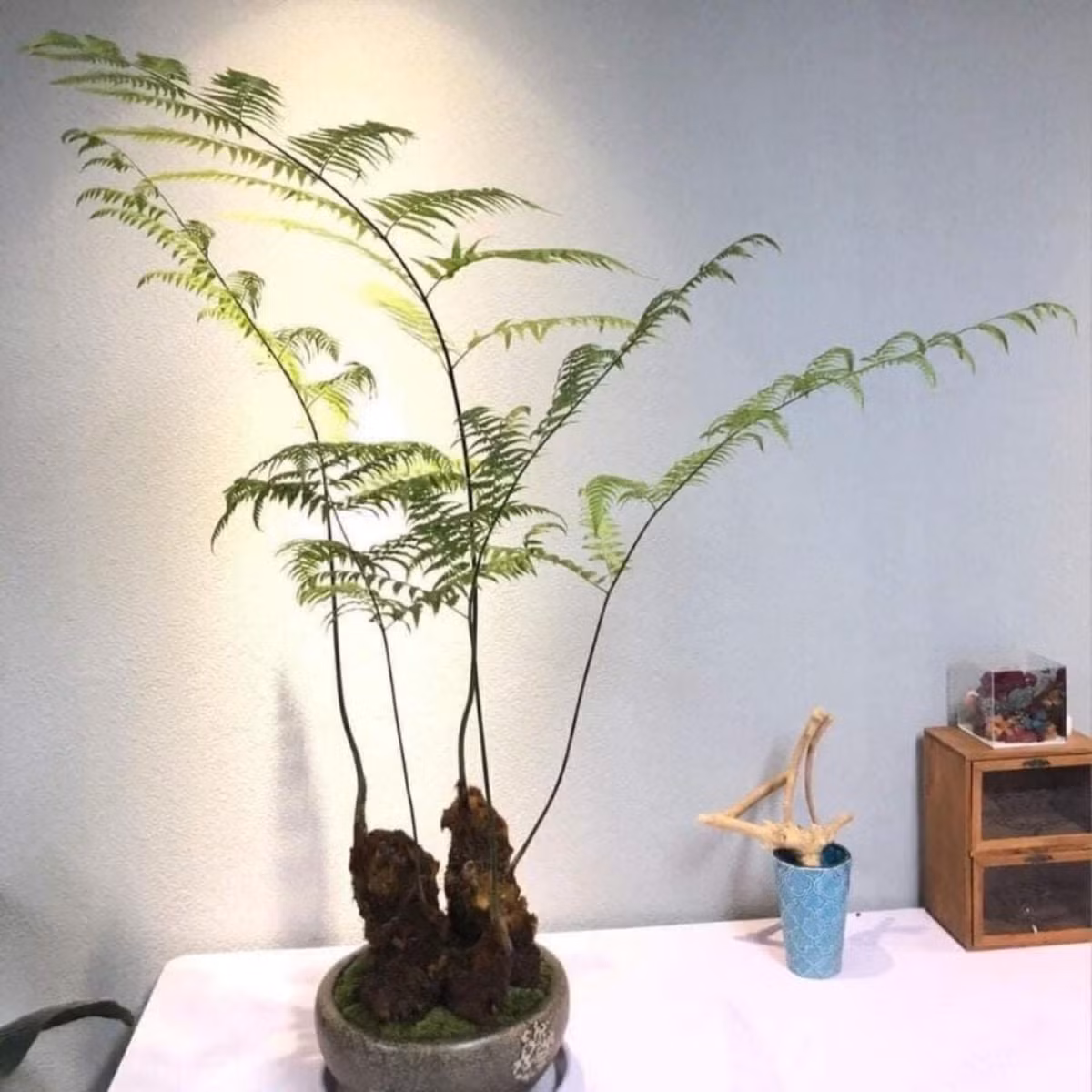  Cây cảnh này được mệnh danh là "Hermes của thế giới thực vật" về vẻ đẹp và độ quý hiếm. Dương xỉ culi là một loài dương xỉ mộc có thân hình trụ, mập, cao từ 50-150 cm.