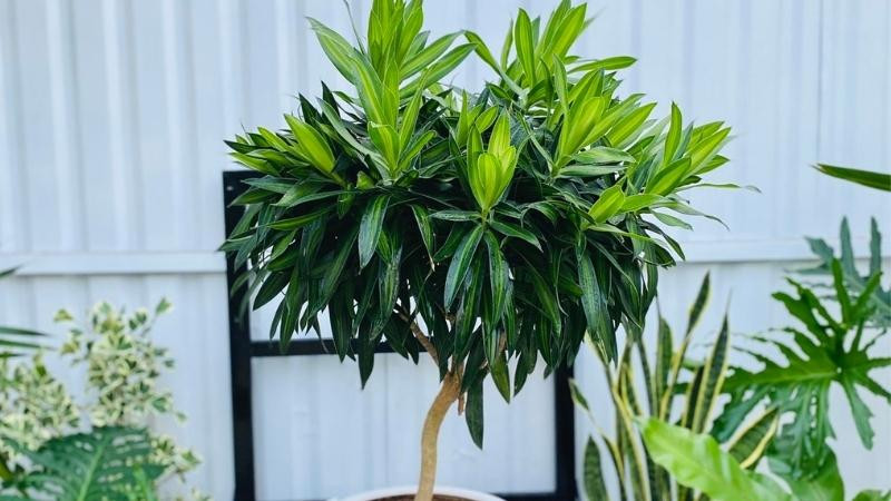  Cây cảnh này có cành mảnh khảnh như thiếu nữ uyển chuyển nhảy múa, lại giống như một nàng tiên bồng bềnh giữa trần gian. Loại cây này có thể lọc bỏ nhiều khí độc, đem lại môi trường trong lành. Do đó, cây được ưa chuộng trồng làm cây nội thất, ngoại thất sân vườn để thanh lọc không khí. 