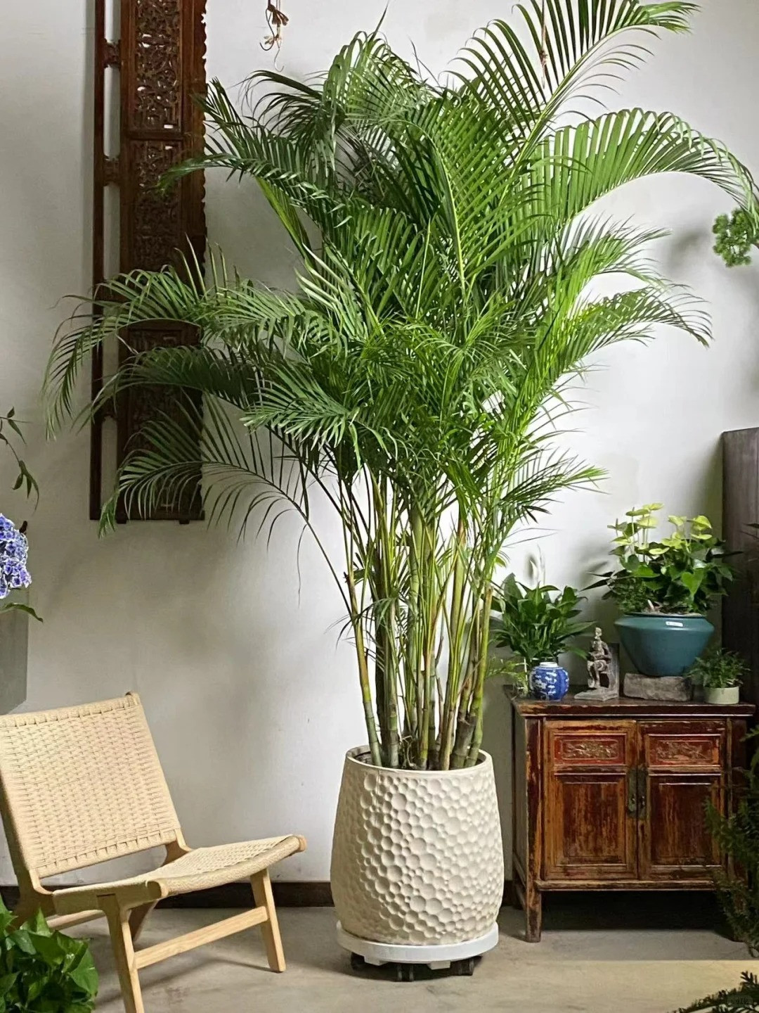  6. Cây cảnh: Cau vàng: Cây cảnh cau vàng có tên tiếng Anh là Dypsis lutescens hay là Pteris bamboo), còn được gọi là dừa cảnh, tre cọ, cau cọ, cau tre. tên khoa học là Chrysalidocarpus lutescens, Areca lutescens thuộc chi DypsisPteris. 