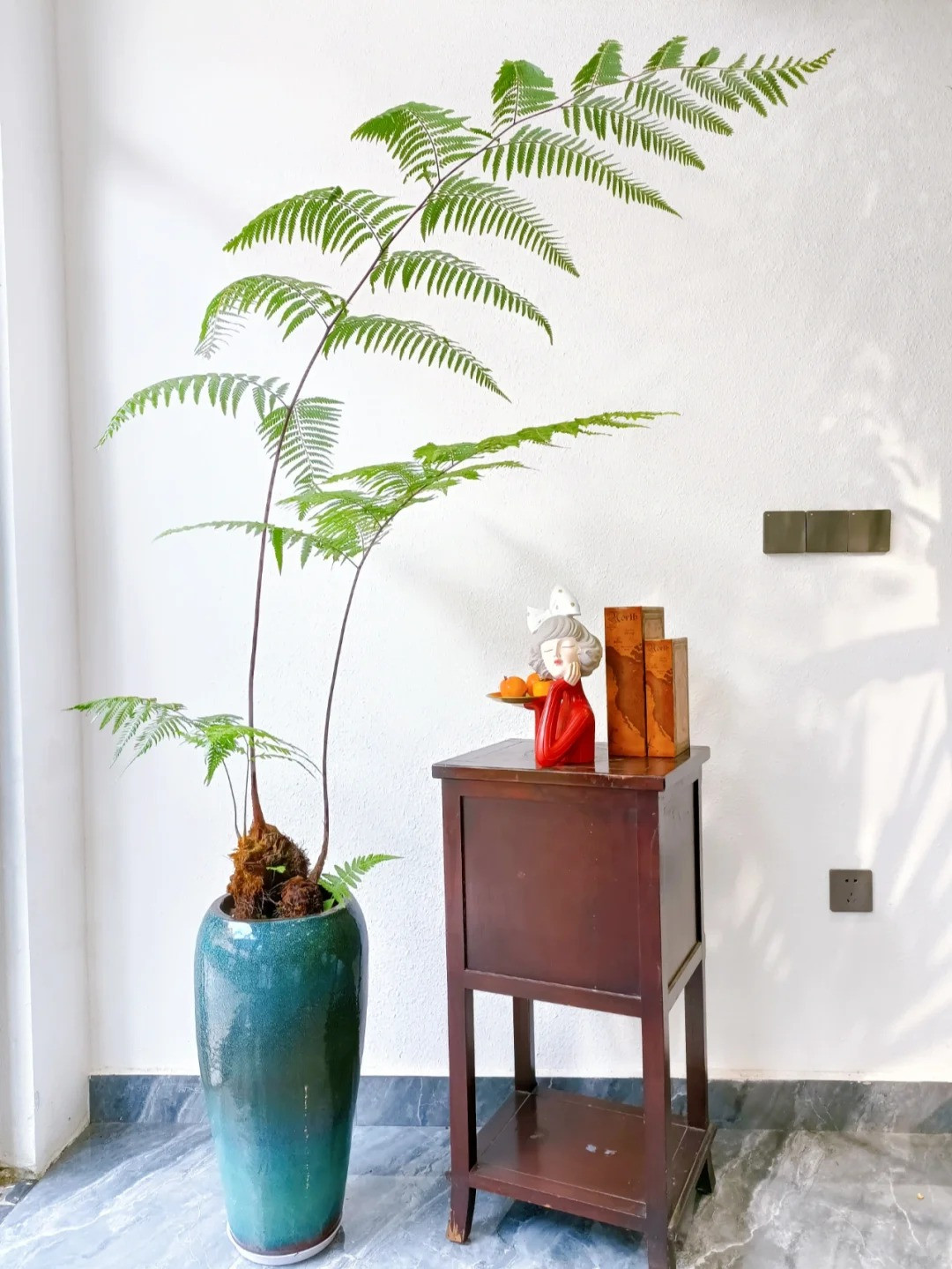 Dương xỉ là loại cây mang lại tài lộc, phú quý nên dương xỉ trông chỉ thích hợp đặt trong nhà mà còn ở phòng làm việc, mang lại giàu sang, cát tường, giúp thúc đẩy sự nghiệp thăng tiến.