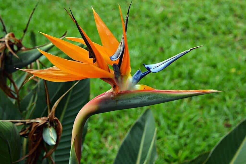  Cây cảnh này có nghĩa là cùng nhau bay lên, hạnh phúc và cát tường, là sự khao khát và theo đuổi một cuộc sống tốt đẹp hơn của con người. Đặt cây thiên điểu trong phòng khách không chỉ tạo thêm vẻ đẹp sang trọng mà còn tượng trưng cho sự hòa thuận, hạnh phúc trong gia đình. 