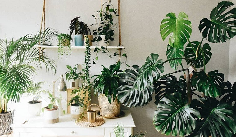  Đây là một trong những cây cảnh được ưa chuộng nhất hiện nay. Cây cảnh có lá rất đẹp, kích cỡ lớn, màu xanh đậm và sáng, đặt trong phòng khách vừa tươi mát tự nhiên, vừa đẹp, vừa có tác dụng thanh lọc không khí rất tốt.