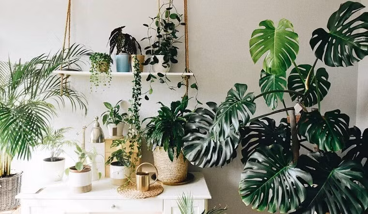  Đây là một trong những cây cảnh được ưa chuộng nhất hiện nay. Cây cảnh có lá rất đẹp, kích cỡ lớn, màu xanh đậm và sáng, đặt trong phòng khách vừa tươi mát tự nhiên, vừa đẹp, vừa có tác dụng thanh lọc không khí rất tốt.