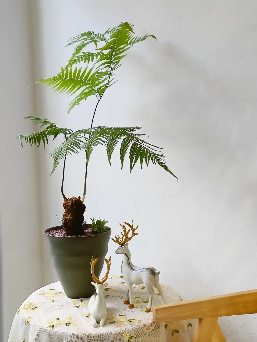 Dương xỉ là một trong những cây cảnh có khả năng loại bỏ các chất gây ô nhiễm không khí rất hiệu quả. Ngoài khả năng hấp thụ asen , dương xỉ còn hấp thụ tốt các chất độc hại đến sức khỏe con người như toluene, xylen, aldehyde formic ... đem lại không khí trong lành và tinh thần thoải mái cho con người.