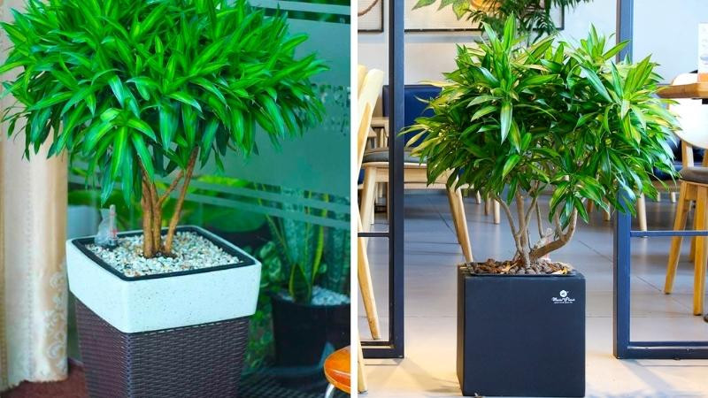  Cây cảnh trúc bách hợp trong phong thủy mang ý nghĩa khá tốt đẹp. Theo tiếng Hán Việt, "trúc" đồng âm với "chúc", ấy là lời cầu chúc mọi điều suôn sẻ, hạnh phúc. Người ta cho rằng nếu trồng một cây cảnh trúc bách hợp trong nhà thì rất vượng khí, mang đến năng lượng tích cực cho con người. 