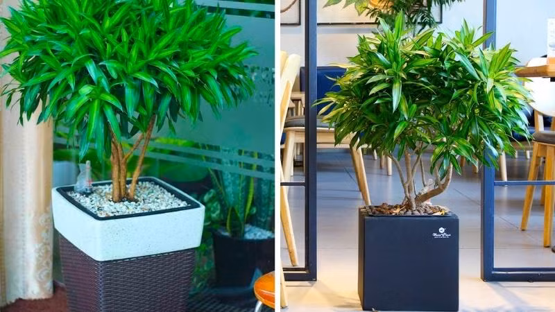  Cây cảnh trúc bách hợp trong phong thủy mang ý nghĩa khá tốt đẹp. Theo tiếng Hán Việt, "trúc" đồng âm với "chúc", ấy là lời cầu chúc mọi điều suôn sẻ, hạnh phúc. Người ta cho rằng nếu trồng một cây cảnh trúc bách hợp trong nhà thì rất vượng khí, mang đến năng lượng tích cực cho con người. 