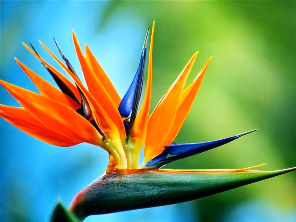  Có hai loại thiên điểu trên thị trường, một loại có hoa (Strelitzia) và một loại không có hoa (Nicholas Strelitzia). Đối với phòng khách, nên chọn thiên điểu ngắm lá. Lá cây thiên điểu giống như những chiếc quạt chuối xanh rộng, đung đưa nhẹ nhàng kể câu chuyện của thiên nhiên trong gió. 