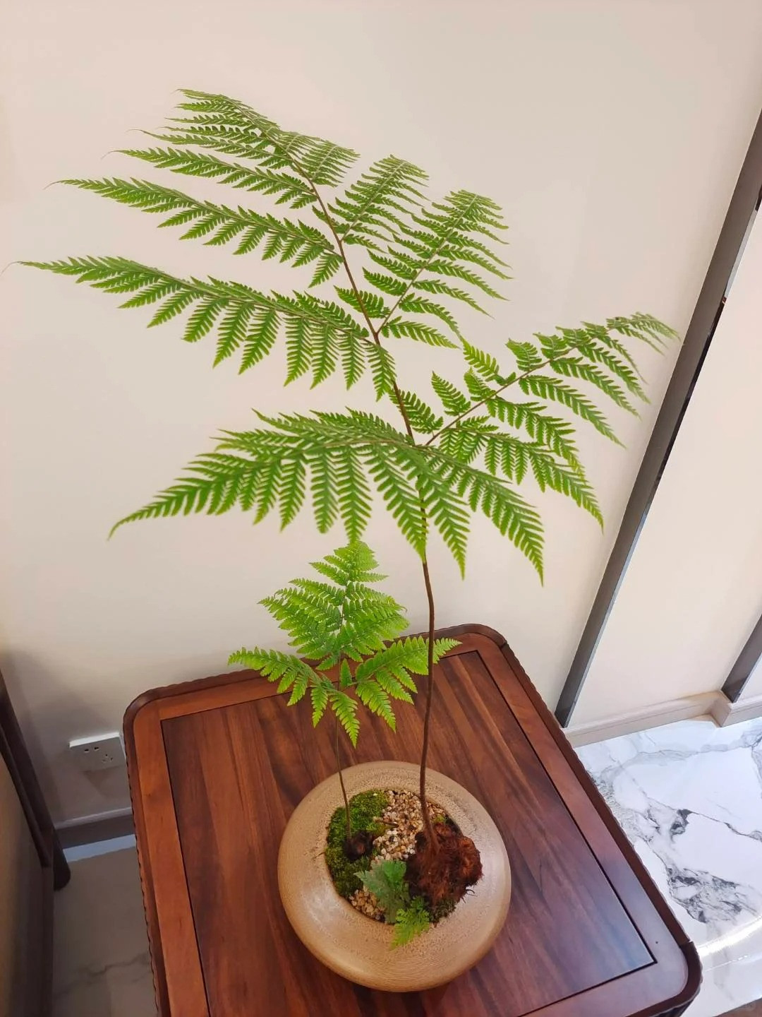 Dương xỉ cũng đóng vai trò xua đuổi tà ma trong phong thủy, tăng cường khí chất phong thủy của ngôi nhà. Hơn nữa, nó có giá trị trang trí cao, nhìn chung có thể được người khác ngắm nhìn, khiến người ta cảm thấy vui vẻ.