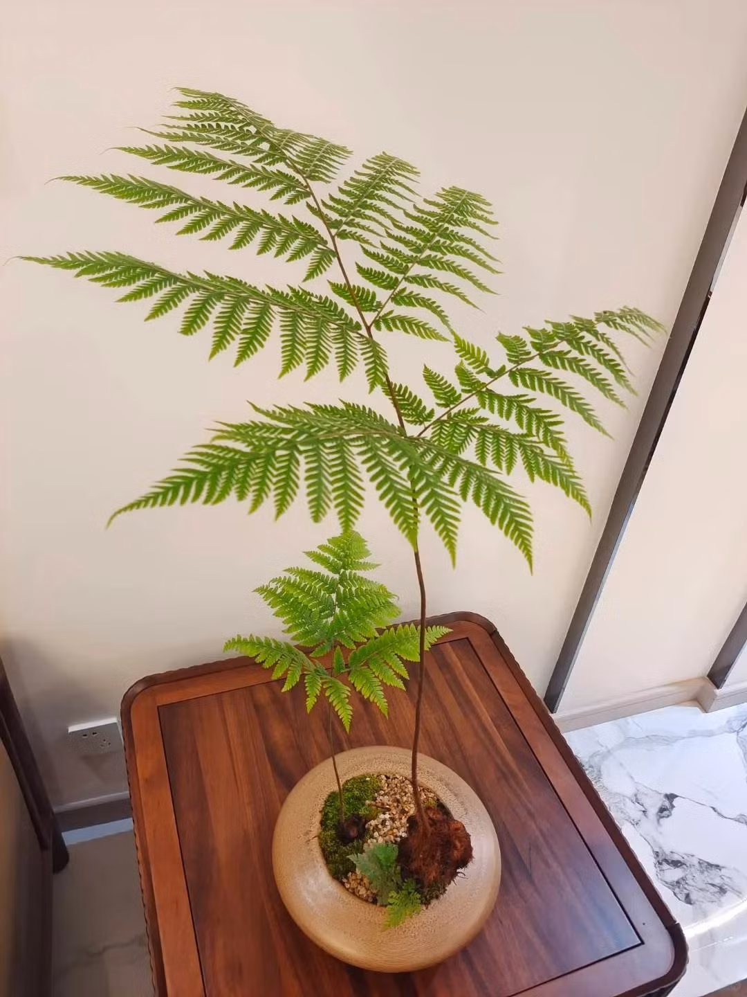 Dương xỉ cũng đóng vai trò xua đuổi tà ma trong phong thủy, tăng cường khí chất phong thủy của ngôi nhà. Hơn nữa, nó có giá trị trang trí cao, nhìn chung có thể được người khác ngắm nhìn, khiến người ta cảm thấy vui vẻ.