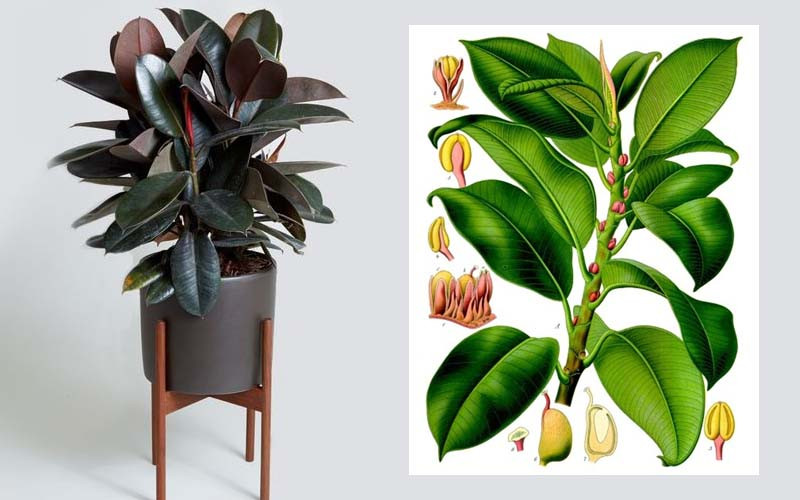  Hình dáng duyên dáng và cây xanh phong phú khiến nó trở thành vật trang trí lý tưởng cho phòng khách, phòng học và các không gian trong nhà khác. Cây đa búp đỏ có nhiều loại, phổ biến nhất là cây lá đỏ, lá xanh và lá vân... Dù là giống nào thì chúng đều có độ bóng sáng, lá to và dày, có thể loại bỏ các loại khí độc hại và tạp chất bụi.