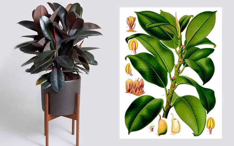  Hình dáng duyên dáng và cây xanh phong phú khiến nó trở thành vật trang trí lý tưởng cho phòng khách, phòng học và các không gian trong nhà khác. Cây đa búp đỏ có nhiều loại, phổ biến nhất là cây lá đỏ, lá xanh và lá vân... Dù là giống nào thì chúng đều có độ bóng sáng, lá to và dày, có thể loại bỏ các loại khí độc hại và tạp chất bụi.