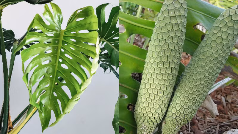  Cây cảnh này không chỉ có thể giải phóng oxy hiệu quả và cung cấp các chất cơ bản cho sự tồn tại của con người mà còn thải ra nhiều hơi ẩm khi không khí khô. Điều này giúp cân bằng độ khô và độ ẩm của không khí, tạo môi trường thích hợp hơn cho con người sống và làm việc. 