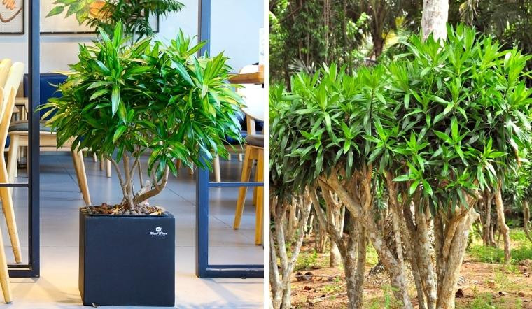  4. Cây cảnh: Trúc bách hợp: Trúc bách hợp (tên tiếng Anh là Lily Bamboo) hay còn được gọi là phất dụ trúc, có tên khoa học là Dracaena reflexa, thuộc chi huyết giác, họ Măng tây (Dracaenaceae). Nó được đặt tên là "Lily Bamboo" vì dáng vẻ đẹp và sự quyến rũ tinh tế của tre. 