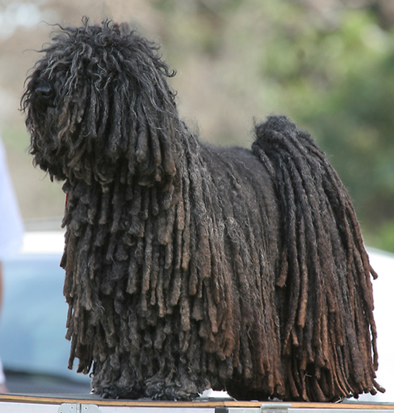 Để duy trì nét đặc thù của chó Puli, cần chải bộ lông của chúng cẩn thận bằng tay với cách chải lông riêng biệt.