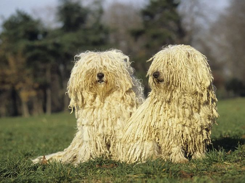 Giống Puli được cho là có nguồn gốc ở Hunggari và có bằng chứng chứng minh rằng, chúng đã có mặt trên Trái đất từ 6.000 năm trước.