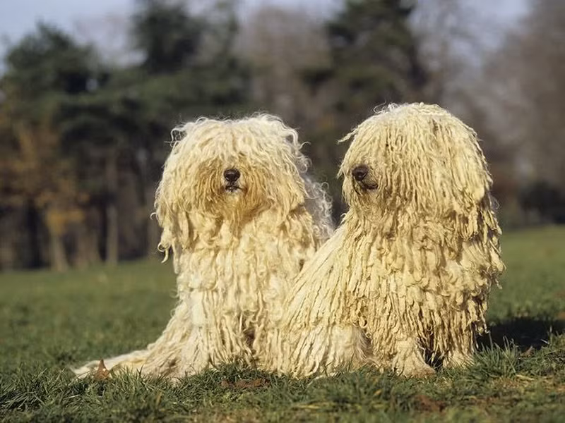 Giống Puli được cho là có nguồn gốc ở Hunggari và có bằng chứng chứng minh rằng, chúng đã có mặt trên Trái đất từ 6.000 năm trước.