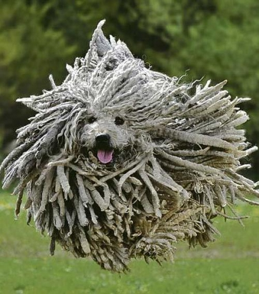 Những cuộn lông tự nhiên bện chặt vào nhau khiến chó Puli trông như một chiếc chổi lau nhà. Các cuộn lông sẽ cứ mọc dài chạm đất nếu chủ nuôi không cắt.