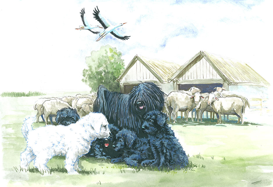 Chúng có chiều cao- 40,5– 45 cm, trọng lượng 12,9–15 kg, chúng thuộc loại chó làm việc và chó săn, có bản tính trung thành, thông minh. Giống chó Puli nổi tiếng với bộ lông dài, cuộn thành từng lọn.