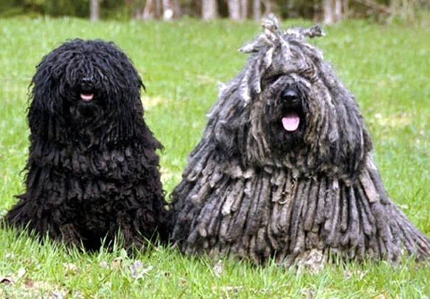 Ở Hungary khoảng một nghìn năm trước đây, giá một con Puli có thể tương đương một năm thu nhập của một người chăn cừu.