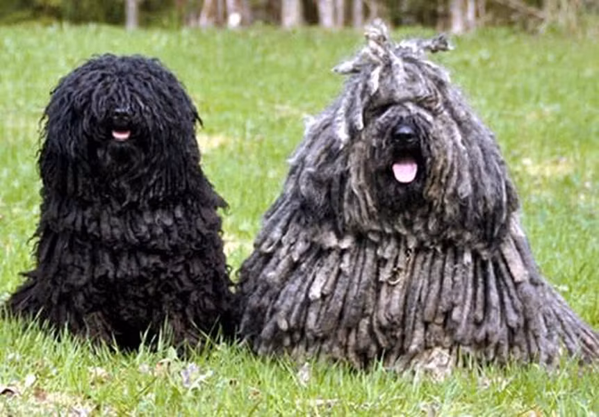 Ở Hungary khoảng một nghìn năm trước đây, giá một con Puli có thể tương đương một năm thu nhập của một người chăn cừu.