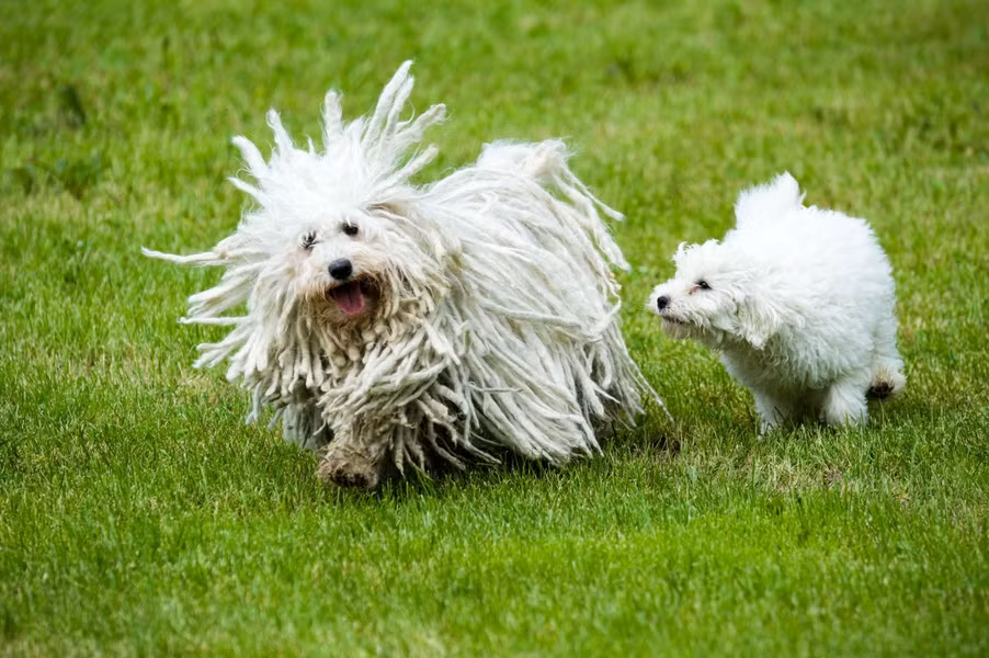Chúng là con vật bầu bạn với người rất khôn ngoan và trung thành. Sở hữu tính thông minh và hoạt bát Puli có thể được huấn luyện để chăn cừu.