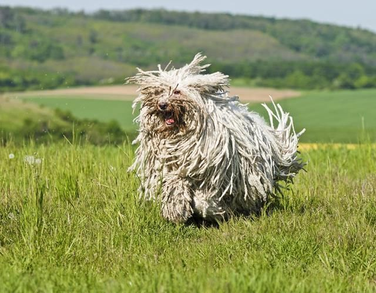  Chó Puli là loài chó chăn cừu có xuất xứ từ Hungary với loại lông xù bờm và màu sắc đen, xám, tương đồng như loại chó Komondor.