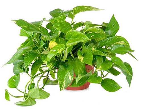 Những người thuộc mệnh Kim và mệnh Thổ cũng có thể trồng cây cảnh này trong nhà. Tuy nhiên, trong trường hợp này, bạn hãy lựa chọn chậu màu cam, đỏ, tím, xanh, nâu hoặc đen để có thể kết hợp với phong thủy và tạo thêm sự cân bằng cho ngôi nhà.