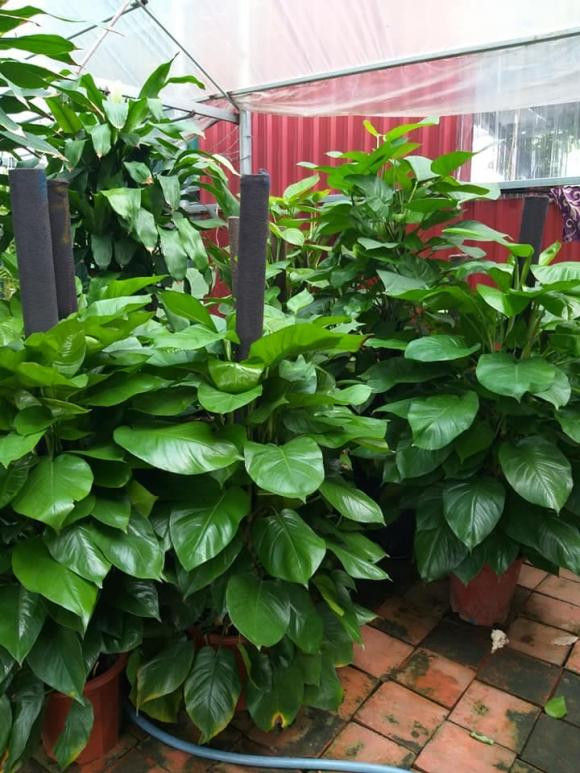 br/> Cây trầu bà cần ánh sáng để phát triển nhưng không được để cây tiếp xúc trực tiếp với ánh sáng mặt trời quá mạnh. Cây này không chịu nổi nắng gắt vì lá có thể bị cháy hoặc hỏng.