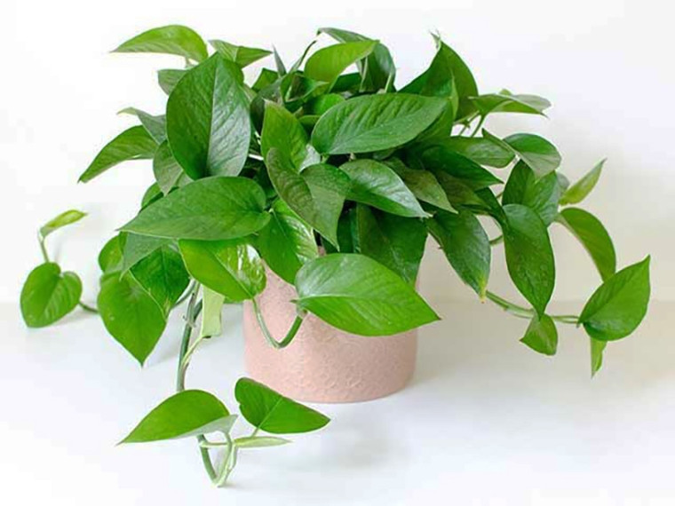 Cây trầu bà mang lại nhiều may mắn, thường thích hợp trưng bày ở hai bên cửa ra vào của nhà, văn phòng, cơ quan hoặc trong phòng khách, phòng họp, hoặc trên bàn làm việc.