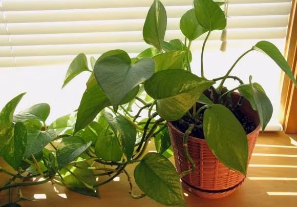  Cây trầu bà mang theo ý nghĩa phong thủy tích cực và thường phù hợp với hầu hết các mệnh cũng như mọi lứa tuổi. Tuy nhiên, nó đặc biệt thích hợp với những người mệnh Mộc, Hỏa và Thủy. Cây trầu bà cũng đặc biệt thích hợp với những người tuổi Ngọ hoặc Thân. Nếu vừa thuộc 3 mệnh và 2 tuổi trên thì việc trồng cây trầu bà sẽ đem lại gấp bội lần may mắn và tài lộc cho gia chủ.