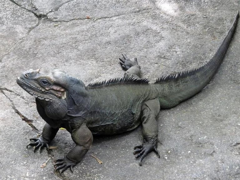  Cự đà tê giác (Rhino Iguana): Giống rồng Nam Mỹ cơ bản chỉ khác nhau về màu sắc, giống nhau hoàn toàn về hình dáng và cách chăm sóc. Nhưng với những dòng rồng Nam Mỹ đặc hữu sẽ có sự khác biệt lớn về vẻ ngoài. Cự đà tê giác chính một ví dụ.