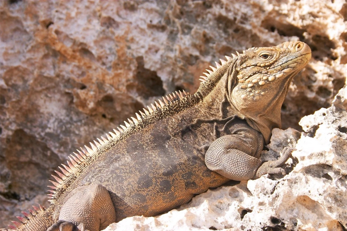  Cự đà đá (Cuban Rock Iguana): Đây là một loài rồng đẹp sinh sống tại những bãi đá ven biển thuộc đảo Cuba và các đảo nhỏ xung quanh. Cự đà đá có kích thước khá lớn, có thể dài tới 1m5 và nặng gần 7kg.