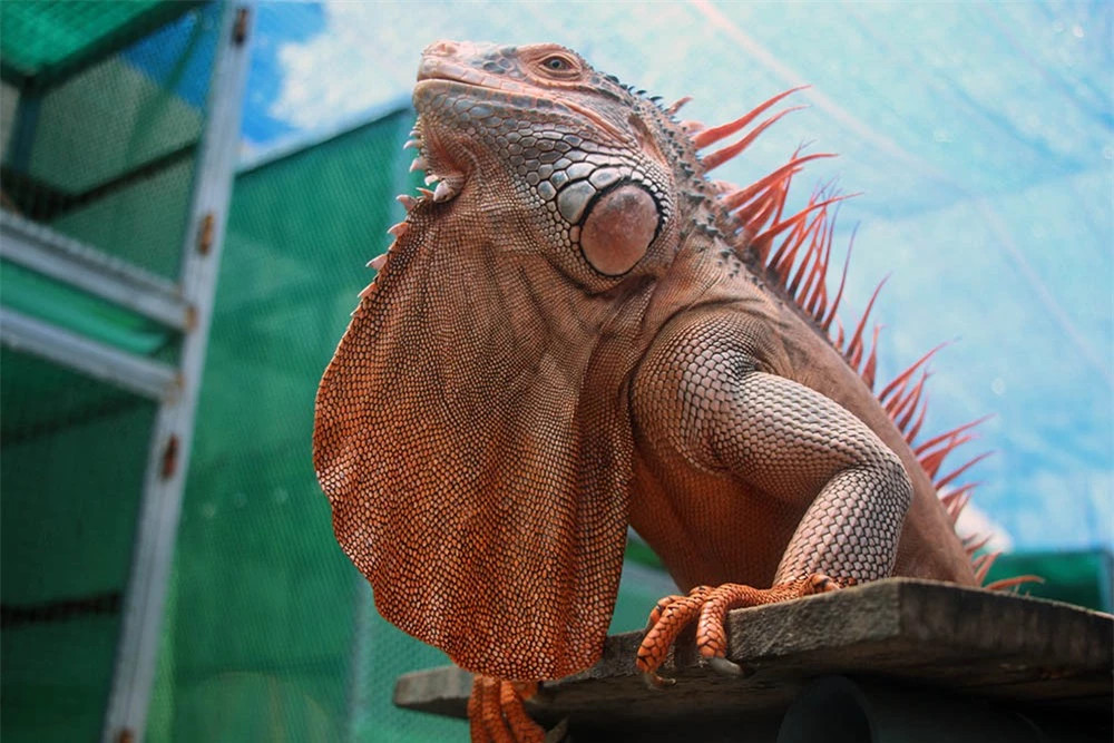  Rồng Nam Mỹ đỏ (Red Iguana): Đỏ cũng là một màu cơ bản của rồng Nam Mỹ. Giống rồng này được rất nhiều người yêu thích bởi toàn thân chúng sẽ trở nên đỏ rực khi đạt kích cỡ trưởng thành.