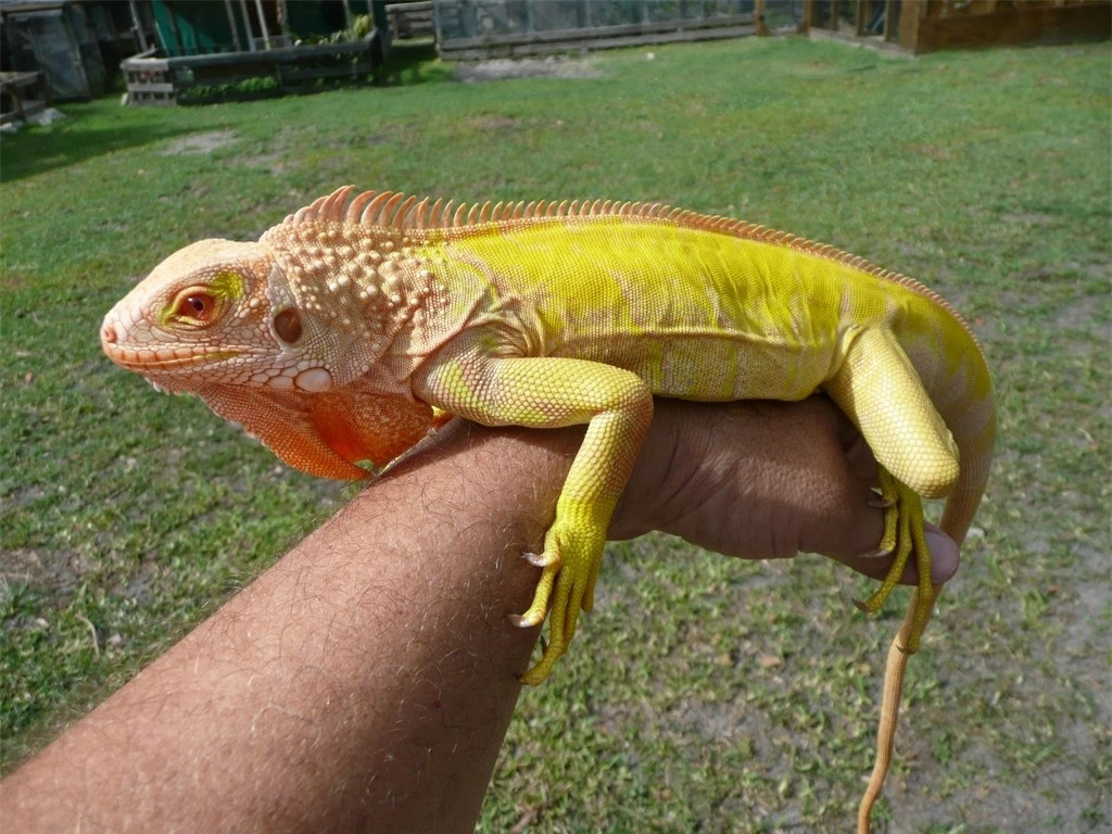Rồng Nam Mỹ bạch tạng vàng (Albino Iguana): Khác với Blue Iguana, Albino Iguana là một dòng rồng đột biến tự nhiên. Thay vì màu xanh lá cây thông thường như nhiều chú rồng khác, rồng Nam Mỹ bạch tạng mang một màu vàng sáng rất đẹp. Đôi mắt của chúng cũng có nhiều màu cam, thậm chí là đỏ hơn bình thường.