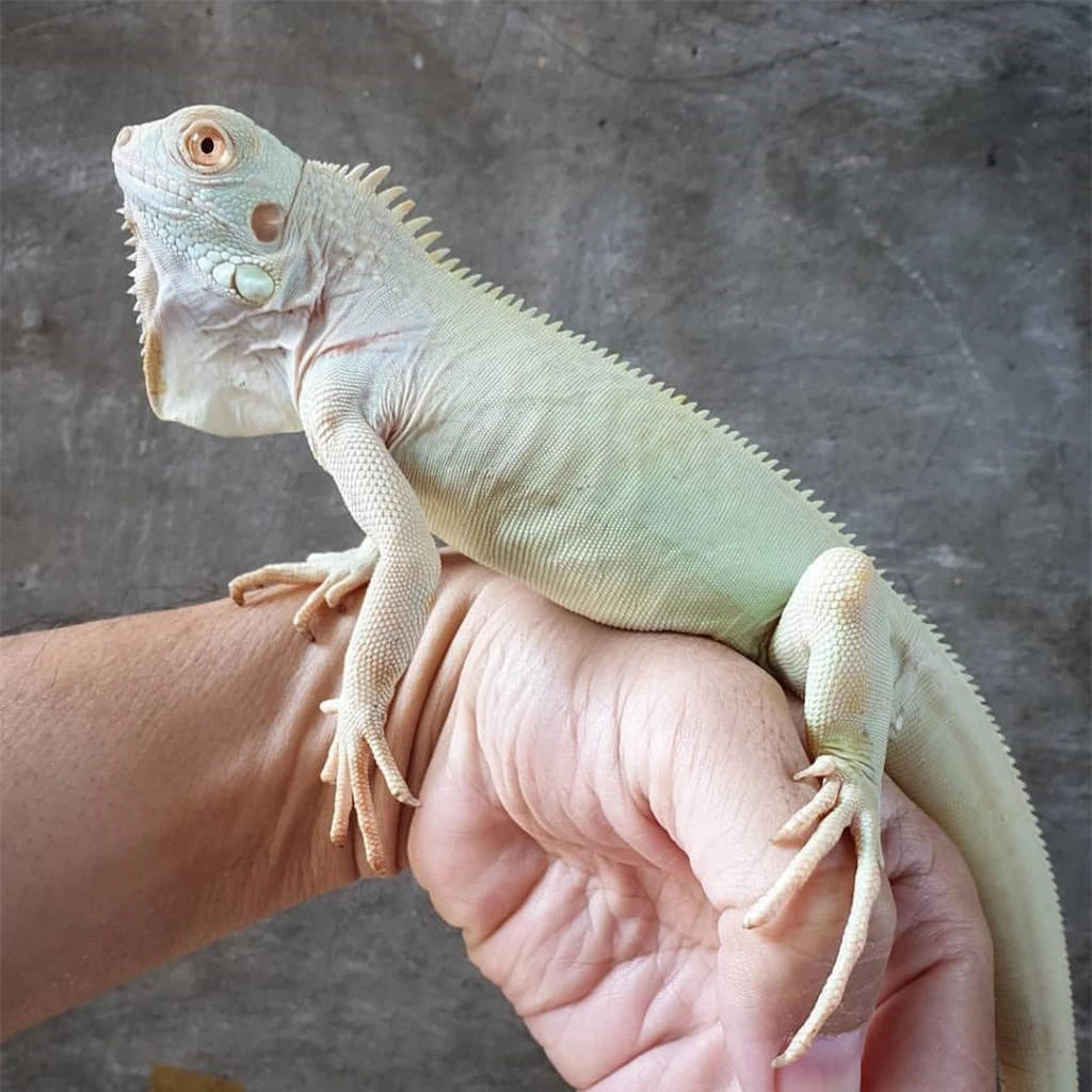  Rồng Nam Mỹ tuyết (Snow Iguana - Blizzard): Đứng đầu trong danh sách hiếm và đẹp của rồng Nam Mỹ, đó là dòng Snow Iguana, hay còn gọi là Blizzard Iguana. Chúng mang trên mình một màu trắng như tuyết cùng đôi mắt màu hồng cực kỳ cuốn hút. 