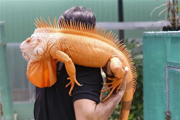  Rồng Nam Mỹ đỏ hypo (Red Hypo Iguana): Cùng là màu đỏ, nhưng rồng Nam Mỹ đỏ hypo đặc biệt hơn ở chỗ những sắc tố Melanin (hắc tố) trên cơ thể được giảm đi đáng kể. Vì thế so với Red Iguana thì màu đỏ của Red Hypo Iguana tươi hơn và ngả về tông màu cam cực kỳ ấn tượng. 