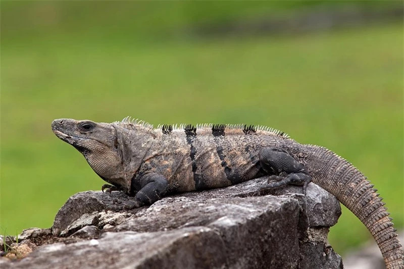  Cự đà đuôi gai (Spiny Tailed Iguana): Spiny Tailed là một giống rồng Nam Mỹ đặc hữu sống tại Mexico, từ trung tâm của Sinaloa đến phía nam Chiapas. Chúng có kích thước khiêm tốn hơn những dòng khác. Con đực trưởng thành dài khoảng 1m3, con cái khoảng 1m với tuổi đời khá cao từ 15 – 25 năm.