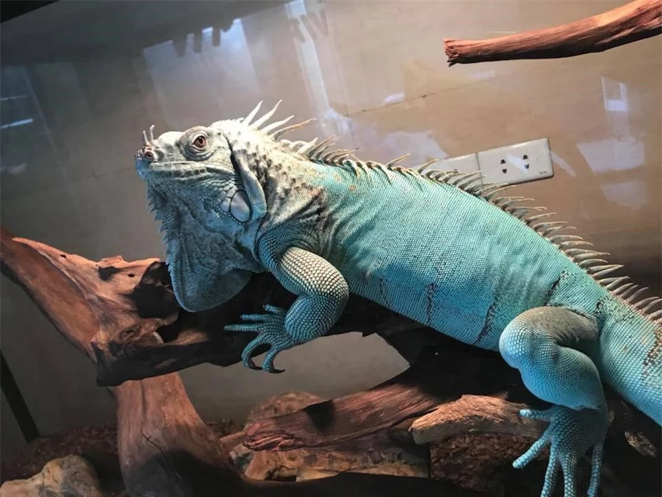 Rồng Nam Mỹ xanh dương (Blue Iguana): Rồng Nam Mỹ xanh dương chính là một sản phẩm đột biến nhân tạo. Chúng mang trong mình những gen lặn khiến màu sắc cơ thể có những sự khác biệt. Các nhà nhân giống áp dụng phương pháp lai tạo khiến cho sắc tố màu vàng trong cơ thể rồng Nam Mỹ xanh lá biến mất.