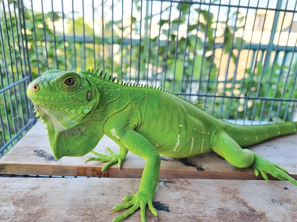  Rồng Nam Mỹ xanh lá (Green Iguana): Rồng Nam Mỹ xanh lá là dòng nguyên bản của loài bò sát này. Chúng có sức khoẻ tốt, hình dáng đẹp, dễ tiếp cận, dễ chăm sóc, nuôi dưỡng mà giá thành lại rất hợp lý.