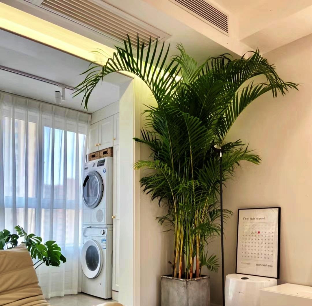 Bạn trồng cây cảnh này trong nhà không chỉ có tác dụng lọc sạch khí, làm sạch cacbonic trong không khí và thải ra nhiều oxy hơn, khiến người sống và làm việc trong nhà cảm thấy thoải mái.