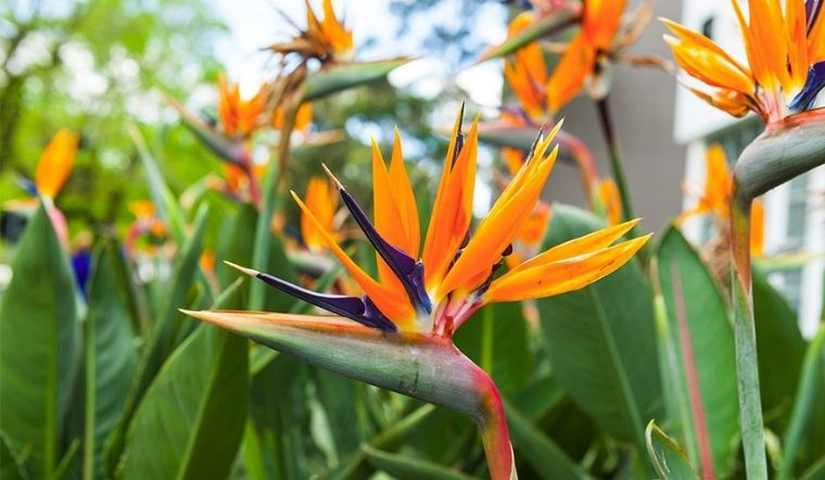  5. Cây Thiên điểu: Có hai loại thiên điểu trên thị trường, một loại có hoa (Strelitzia) và một loại không có hoa (Nicholas Strelitzia). Ở đây, tôi nhắc đến loại thiên điểu trắng lá to không có hoa.