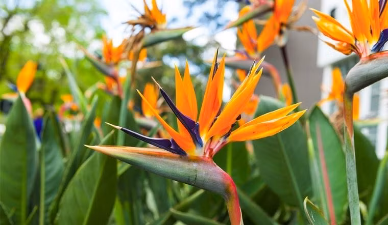  5. Cây Thiên điểu: Có hai loại thiên điểu trên thị trường, một loại có hoa (Strelitzia) và một loại không có hoa (Nicholas Strelitzia). Ở đây, tôi nhắc đến loại thiên điểu trắng lá to không có hoa.