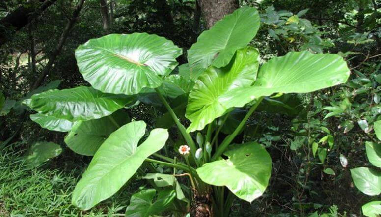  6. Cây Ráy voi: Ráy voi thực chất là cây môn rừng, hay còn gọi là cây bạc hà voi, cây hạ du, ráy cảnh, tai voi... Ráy voi tên tiếng Anh là Elephant’s Ear (tai voi), Egyptian Onion, tên khoa học là Alocasia macrorrhizos, họ Ráy (Araceae).