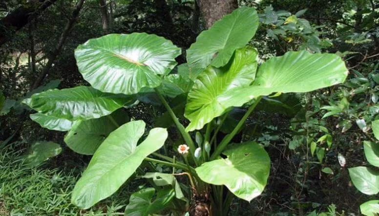  6. Cây Ráy voi: Ráy voi thực chất là cây môn rừng, hay còn gọi là cây bạc hà voi, cây hạ du, ráy cảnh, tai voi... Ráy voi tên tiếng Anh là Elephant’s Ear (tai voi), Egyptian Onion, tên khoa học là Alocasia macrorrhizos, họ Ráy (Araceae).