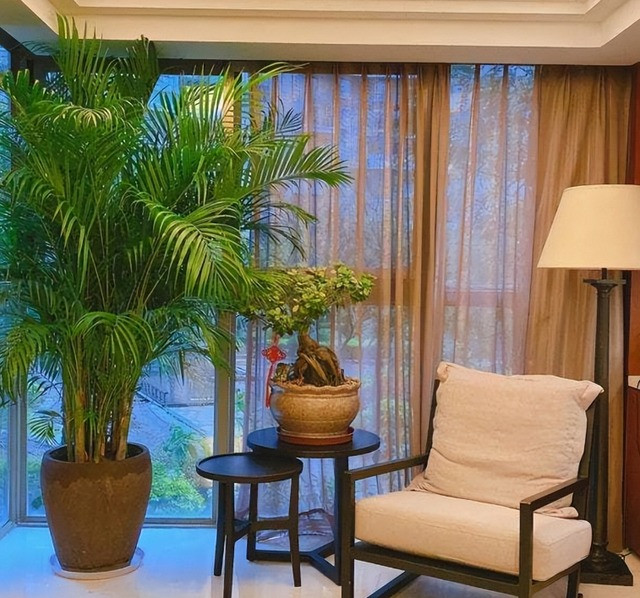 Đồng thời, vì ưa môi trường ấm và ẩm nên trong quá trình trồng cây cảnh này trong chậu, bạn cần giữ cho đất hơi ẩm trong thời gian dài. Điều này tự nhiên có thể cân bằng độ ẩm của không khí hanh khô vào mùa hè.