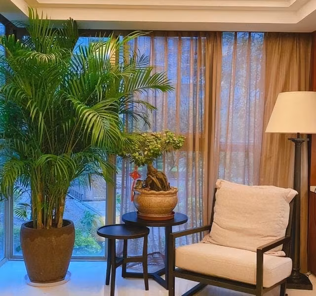 Đồng thời, vì ưa môi trường ấm và ẩm nên trong quá trình trồng cây cảnh này trong chậu, bạn cần giữ cho đất hơi ẩm trong thời gian dài. Điều này tự nhiên có thể cân bằng độ ẩm của không khí hanh khô vào mùa hè.